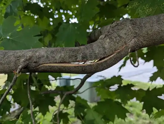 tree branch with crack through the middle