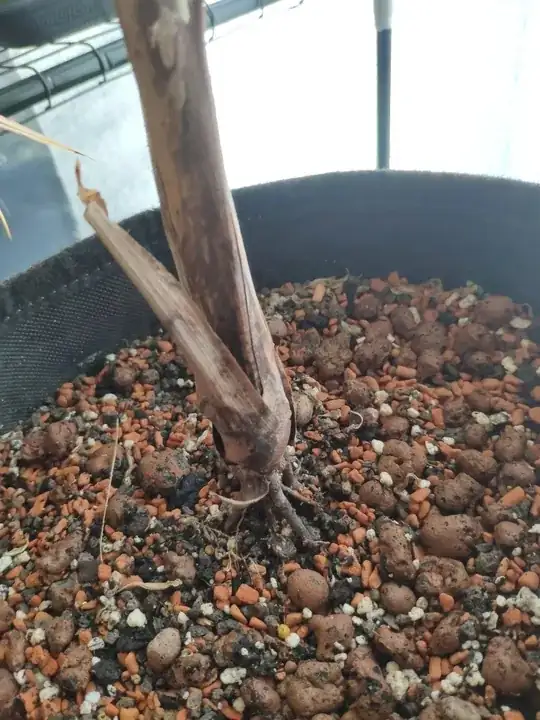 soil in a pot