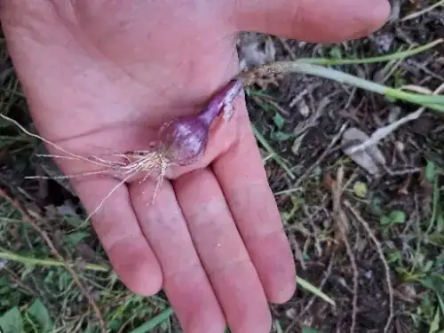 Bulb of mature sized specimen