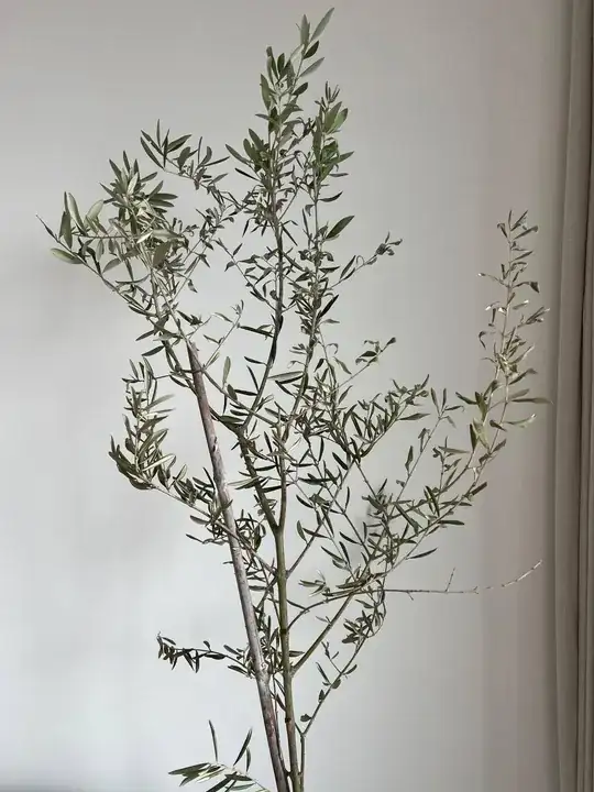 Olive Tree after Xmas underwatering