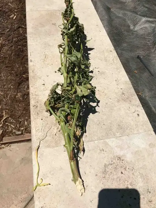 dead bell pepper plant