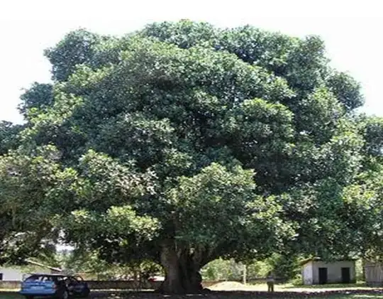 Jackfruit tree