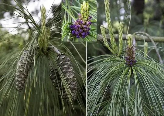 Pine tree - western white or something else?