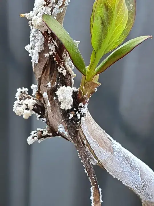 Honeysuckle with white mould-like growth