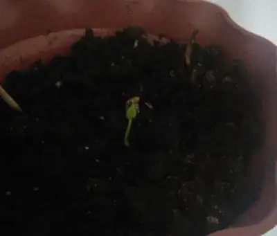 pomegranate sprout