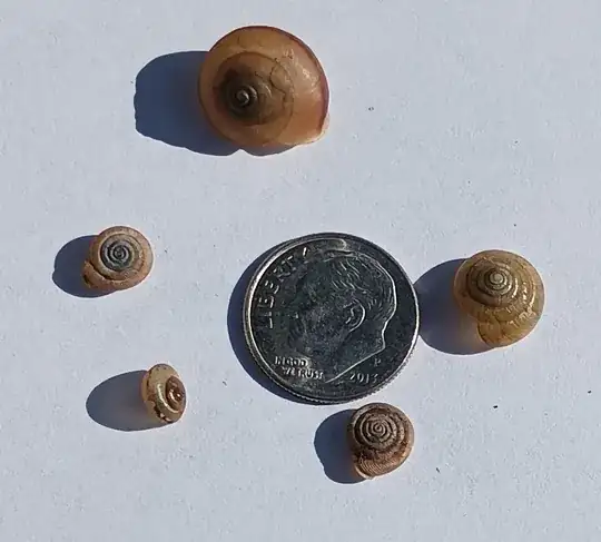 A sample of snails from my garden