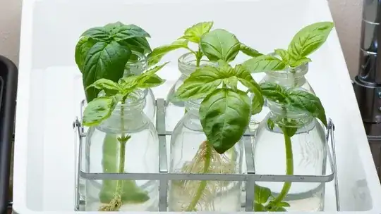 Six basil cuttings in jars of water with roots forming