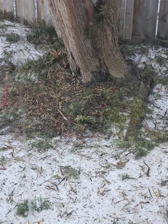 base of cedar showing pieces that were chewed by squirrels
