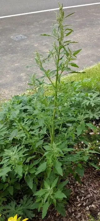 Full length shot of plant from rear