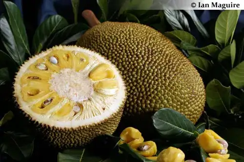 Jackfruit fruit