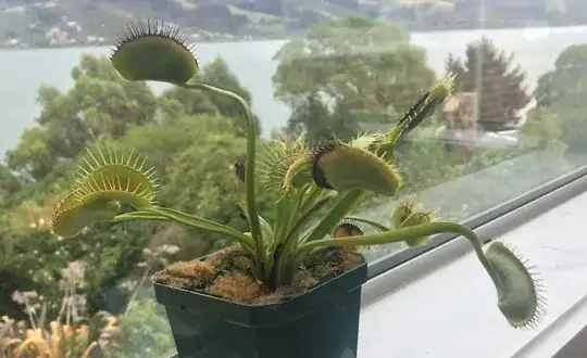Venus Fly Trap with browning