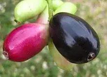 Syzygium cumini fruit
