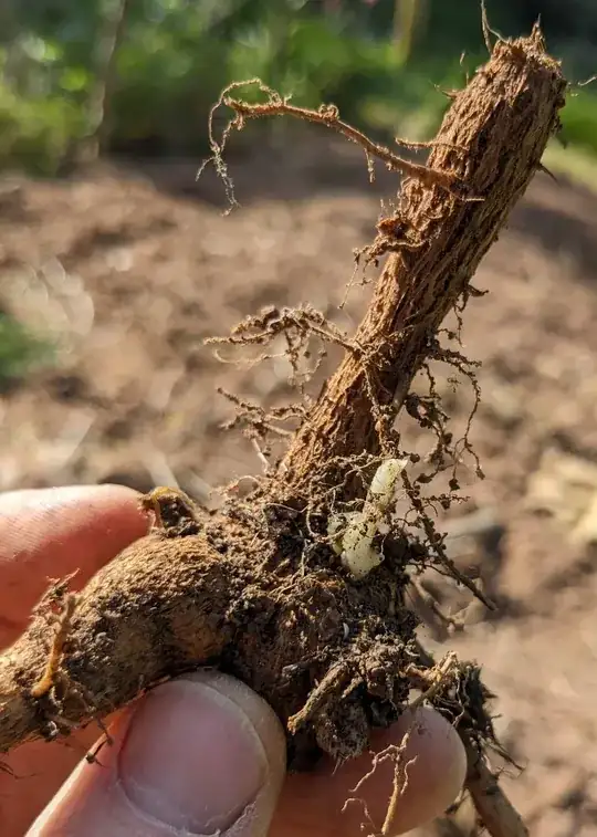 runner bean root with new shoot