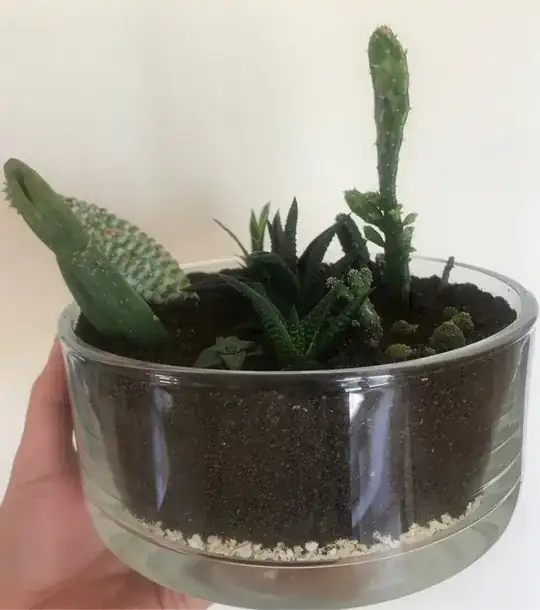succulent dish garden