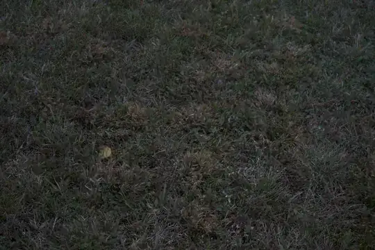 Front lawn close-up 1