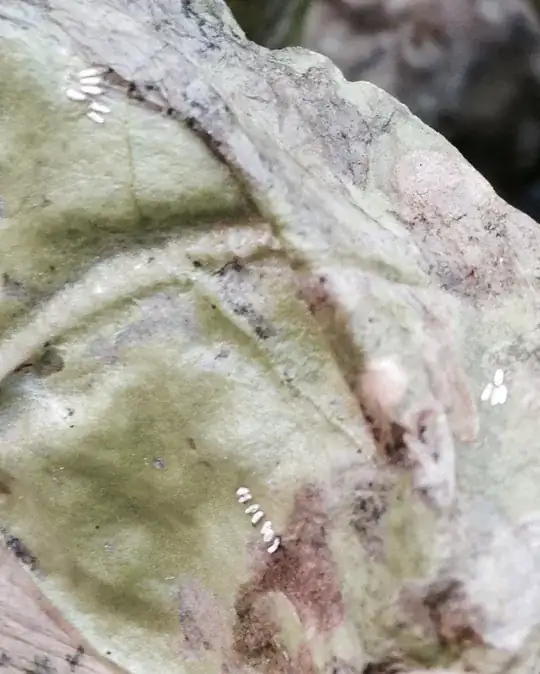 Leaf Miner larvae attached to the bottom of a Swiss Chard leaf