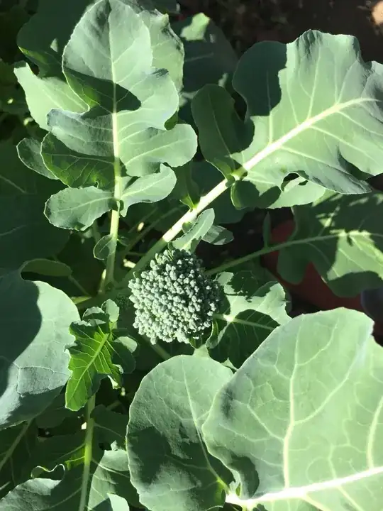 "Bluish but very small