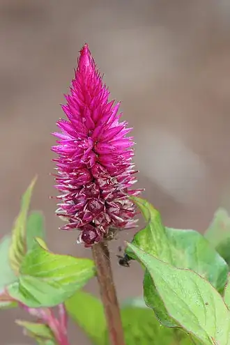 purple celosia