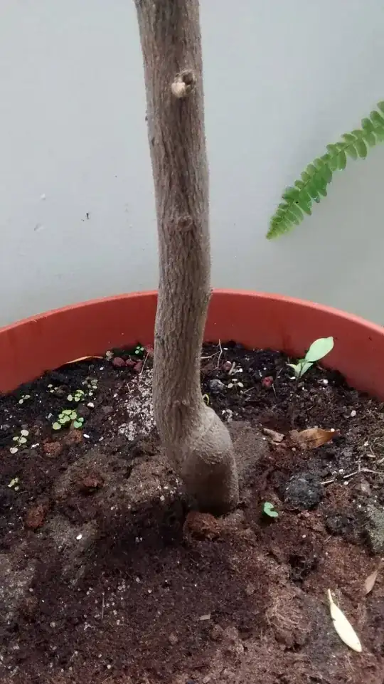 possible graft location near the bottom