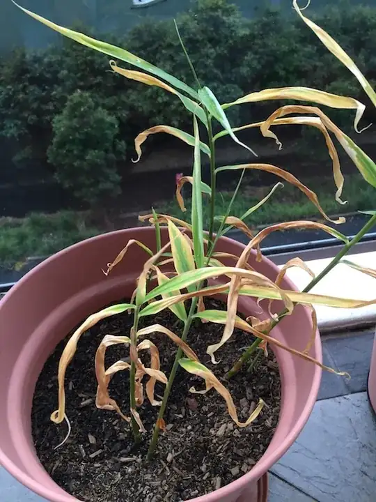 Ginger plant with dry leaves