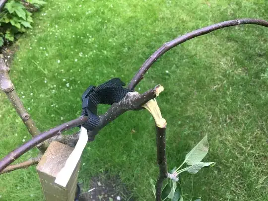 Snapped branch detail showing approximately half of the wood remaining attached