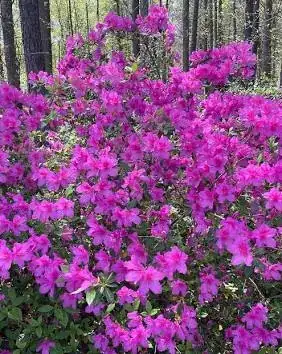 azalea bushes
