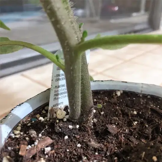 tomato seedling close up