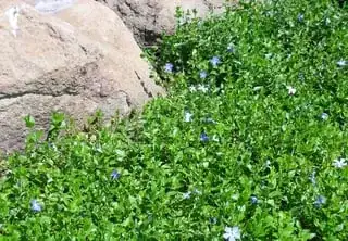 flowering in the sun