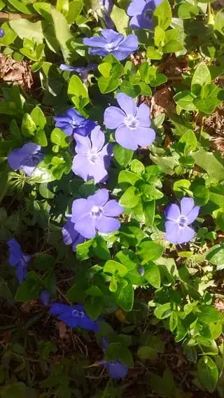 Flowering in mixed shade partly under rhododendron