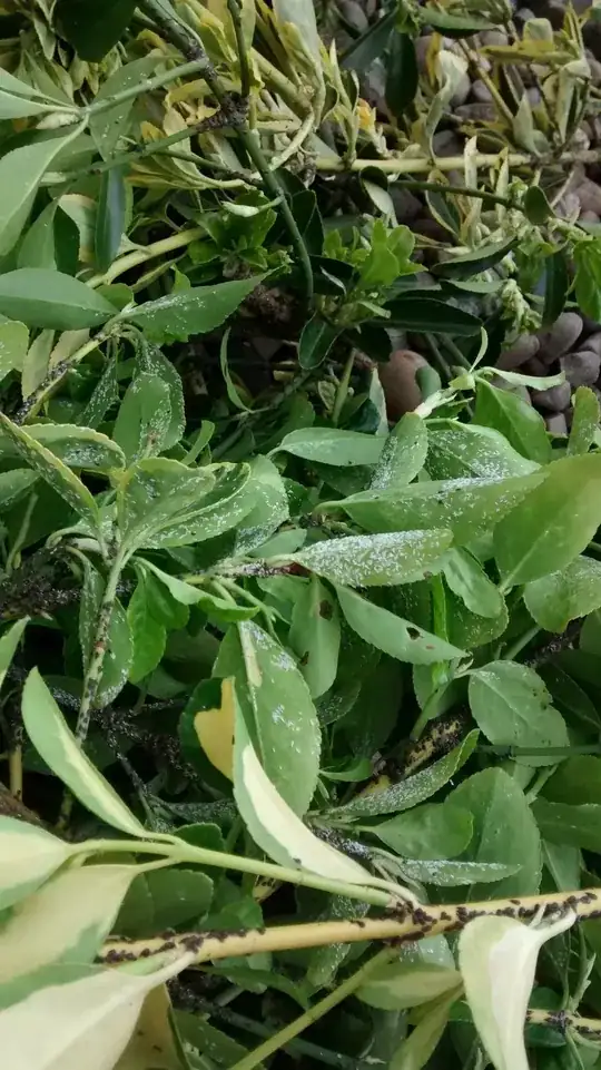 White and black things