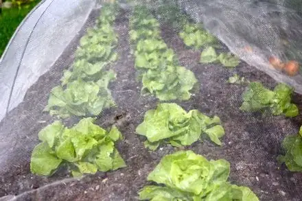 lettuces