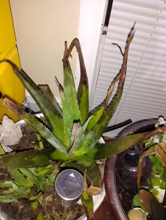 blackened tips and Browning from cold and wet weather