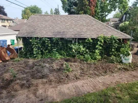 wide view of patch of grapes and raspberries