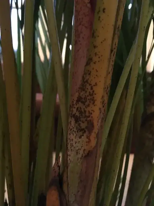 Black Marks On Stem