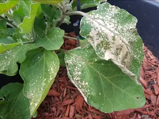 Leaves with white marks