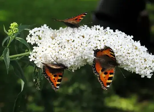 Butterflies