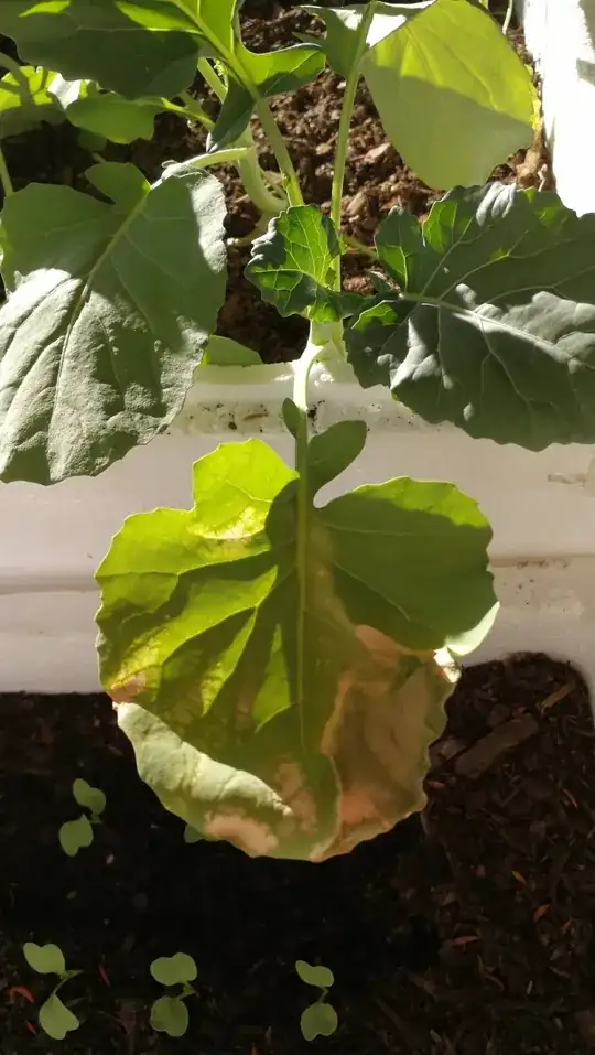 broccoli leaf with grey patches