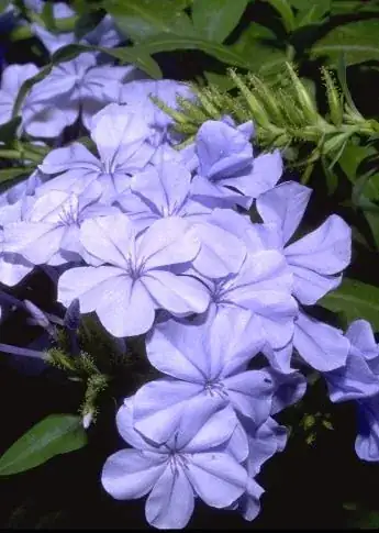 plumbago