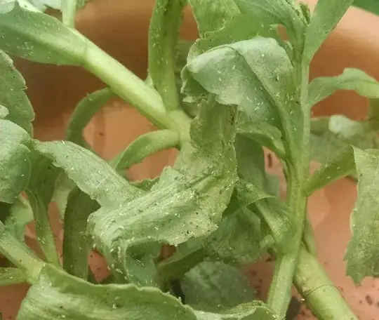 pic taken before transplant, with pests