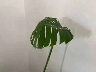 Monstera leaf