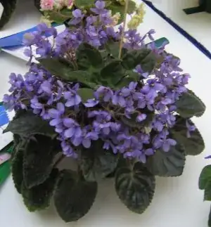 Saintpaulia ionantha