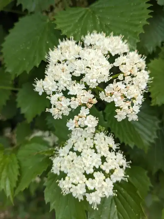 Closeup of the flowers