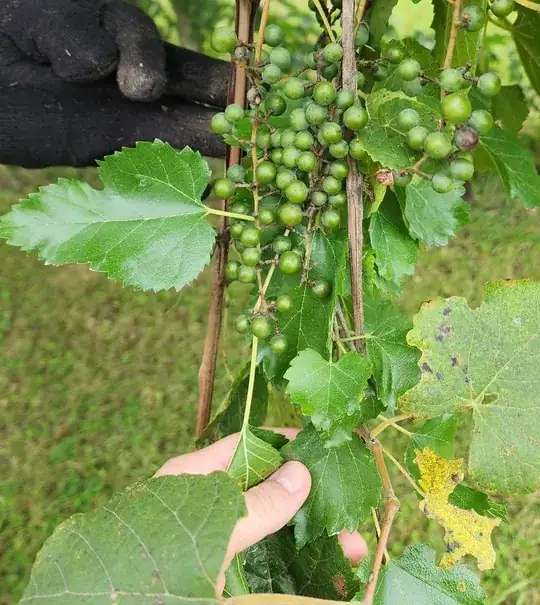 mystery tree berries