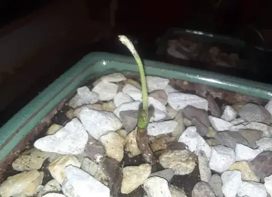 Bur Oak sprout 1/29/2024