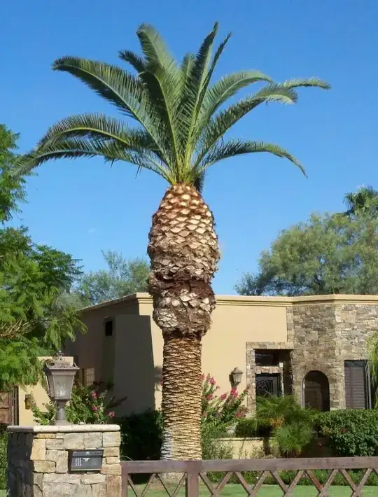 Palm Tree 2