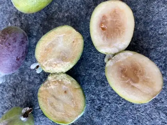 Picked in south of France .. about 2 inches long. Sweet smelling. Any ideas?