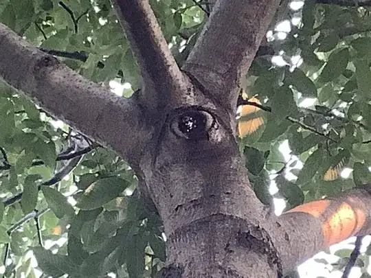 Tree showing white fungus where branch removed