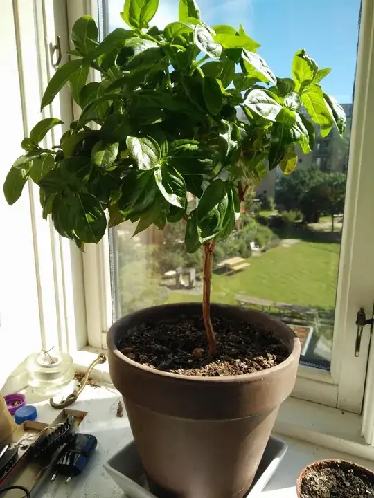 My 2 year old basil clone