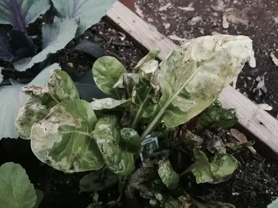 Swiss Chard in Brooklyn, New York, U.S.A. suddenly started wilting a few days ago