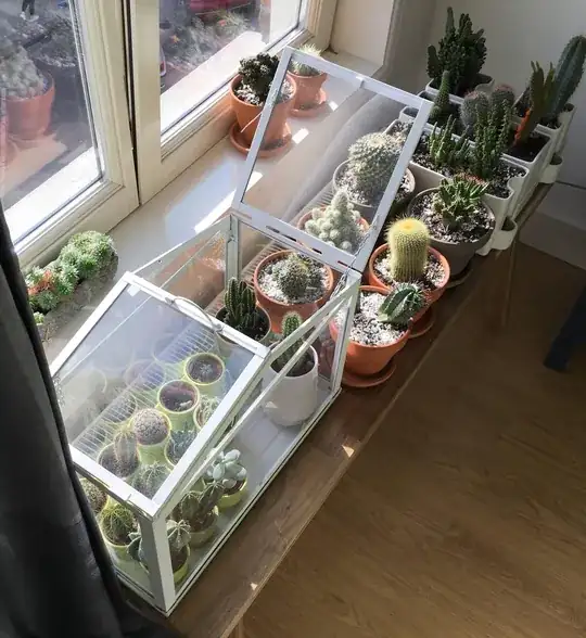 the plants on the windowsill